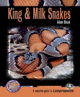 King & Milk Snakes 