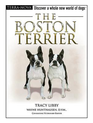 Boston Terrier 