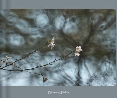 Blooming Fields